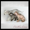 dog-care-houston-carillon-cares-004