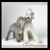dog-care-houston-carillon-cares-014