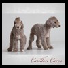 dog-care-houston-carillon-cares-024
