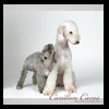 dog-care-houston-carillon-cares-040
