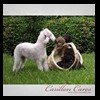 dog-care-houston-carillon-cares-044