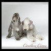 dog-care-houston-carillon-cares-048