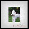 dog-care-houston-carillon-cares-052