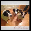 dog-care-houston-carillon-cares-062