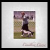 dog-care-houston-carillon-cares-064