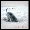 dog-care-houston-carillon-cares-068