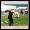 dog-care-houston-carillon-cares-072