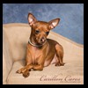 dog-care-houston-carillon-cares-076